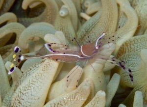 Eine transparente Putzergarnele mit violetten Punkten und weißen Streifen sitzt zwischen den tentakelartigen Armen einer Seeanemone. Die Garnele zeigt das typische Verhalten an einer Putzerstation, wo sie Parasiten und abgestorbene Hautteile von Fischen entfernt.