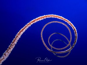 Eine Peitschenkoralle ragt spiralförmig in das blaue Wasser und zeigt dabei seine charakteristischen kleinen Polypen. Die orange-rötlichen Arme sind deutlich von der blauen Wassersäule abgehoben und bildet eine elegante Spirale.