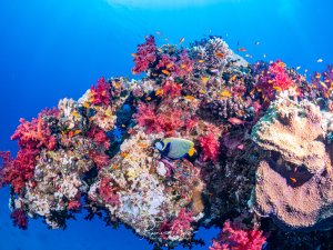 Ein Imperator-Kaiserfisch vor einem üppig mit bunten Weichkorallen bewachsenen Korallenblock, umgeben von Fahnenbarsch-Schwärmen.