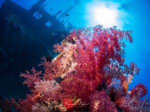 Ein versunkenes Schiffswrack ist vollständig von prächtigen Weichkorallen überwachsen, die in leuchtenden Pink-, Rot- und Violetttönen erstrahlen. Die Korallenbewuchs hat das Wrack in ein künstliches Riff verwandelt, während im Hintergrund die Silhouette des Schiffes mit Masten und Aufbauten erkennbar ist.