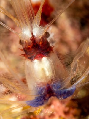Supermakro-Aufnahme einer Putzergarnele. Das transparente Tier zeigt feine Details der Mundwerkzeuge, Antennen und des durchscheinenden Körpers mit blauen und roten Farbtönen.