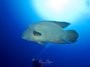 Ein majestätischer Napoleonfisch schwimmt elegant durch das tiefblaue Wasser, während ein Taucher ehrfürchtig von unten zu dem imposanten Riffbewohner aufblickt. Der charakteristische Stirnbuckel und die massige Gestalt des erwachsenen Exemplars sind deutlich erkennbar.