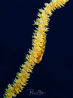 Ein Drahtkoralle mit einer darauflebenden Grundel. Die Szene ist vor tiefblauem Hintergrund fotografiert.