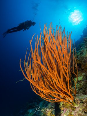 Eine große orange Peitschenkoralle ragt in den Vordergrund, während im Hintergrund die Silhouette eines Tauchers gegen das einfallende Sonnenlicht zu sehen ist. Eine klassische Weitwinkel-Komposition.