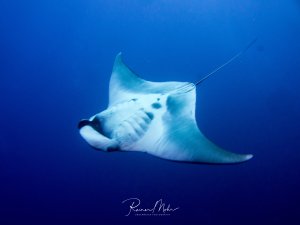 Ein majestätischer Mantarochen gleitet elegant durch das tiefblaue Wasser. Die charakteristische weiße Unterseite mit den typischen Kiemenschlitzen und der lange, peitschenartige Schwanz sind deutlich zu erkennen.