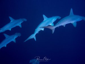 Ein Schwarm von Hammerhaien gleitet elegant durch das tiefblaue Wasser. Die schlanken Haie bewegen sich in Formation, wobei ihre charakteristische graue Färbung und die typische Körperform der Haie gut erkennbar sind.