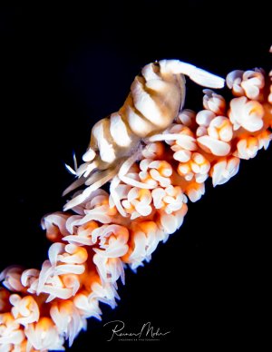 Das Bild zeigt eine Drahtkorallengarnele (Dasycaris zanzibarica), die auf einer Drahtkoralle sitzt. Sie ist perfekt an ihre Umgebung angepasst, um sich vor Fressfeinden zu verstecken.