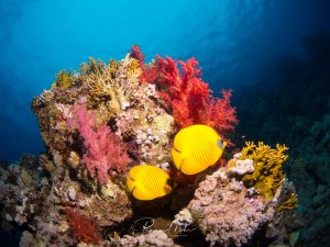 Ein farbenfrohes Korallenriff mit zwei leuchtend gelben Maskenfalterfischen, die zwischen bunten Weichkorallen schwimmen. Die Szene zeigt eine typische Riffgemeinschaft mit roten, pinken und gelben Weichkorallen sowie Hartkorallen vor tiefblauem Wasser.