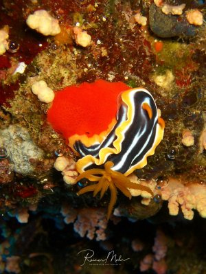 Eine farbenfrohe Nacktschnecke mit charakteristischen schwarz-gelb gestreiften Kiemen kriecht über einen bewachsenen Riffuntergrund. Die Nudibranchia zeigt ihre typischen Cerata (Rückenfortsätze) und ist umgeben von Schwämmen, Korallen und anderen Rifforganismen.