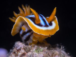 Eine wunderschöne Nacktschnecke mit leuchtend orange-gelbem Körper und charakteristischen Kiemenblättern auf dem Rücken. Die Chromodoris-Art zeigt ihre typische elegante Körperhaltung auf dem Korallensubstrat.