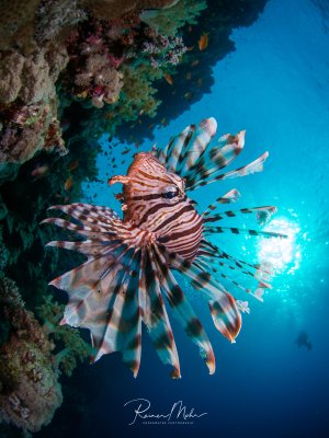 Ein majestätischer Rotfeuerfisch schwimmt vor einer bunten Korallenwand mit ausgebreiteten, gestreiften Brustflossen. Die dramatische Aufnahme zeigt den giftigen Riffbewohner im Gegenlicht vor tiefblauem Wasser, während Sonnenstrahlen von oben durch das Wasser dringen.