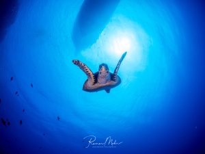 Eine majestätische Meeresschildkröte schwimmt elegant durch das tiefblaue Wasser, während Sonnenstrahlen von der Oberfläche herabdringen und eine zauberhafte Lichtstimmung schaffen. Im Hintergrund sind kleine Fische zu erkennen, die das friedliche Blauwasser-Szenario vervollständigen.