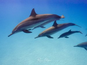 Eine Gruppe von Spinner Delfinen schwimmt elegant durch das kristallklare blaue Wasser. Die Delfine zeigen ihre charakteristische graue Färbung und stromlinienförmige Körper, während sie synchron durch das Blauwasser gleiten.