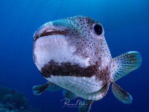 Frontales Nahportrait eines Igelfisches mit seiner charakteristischen dunklen Bauchbinde und den großen Augen.