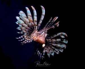 Ein prächtiger Rotfeuerfisch schwebt majestätisch im dunklen Blauwasser mit weit ausgebreiteten, gestreiften Brustflossen. Die charakteristischen Gift-Flossenstrahlen sind deutlich zu erkennen und bilden ein beeindruckendes Fächermuster gegen den tiefblauen Hintergrund.