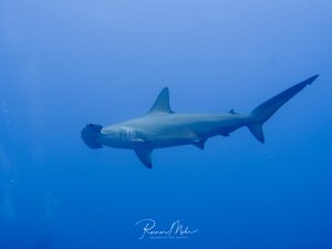 Ein majestätischer Hammerhai schwebt elegant im tiefblauen Freiwasser. Die charakteristische hammerförmige Kopfstruktur und die stromlinienförmige Silhouette sind deutlich gegen das blaue Wasser zu erkennen.