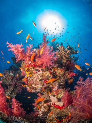 Eine prachtvolle Korallenformation mit leuchtend rosa und violetten Weichkorallen wird von zahlreichen orangefarbenen Fahnenbarsch-Arten umschwärmt. Die Sonne scheint durch das klare blaue Wasser und taucht die gesamte Riffszene in ein dramatisches Licht.