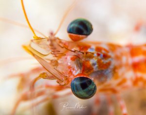 Eine farbenfrohe Garnele mit auffälligen großen, dunklen Augen und transparentem Körper mit orangen und rötlichen Markierungen. Die Garnele zeigt ihre charakteristischen langen Antennen und ist in einer typischen Pose mit ausgestreckten Beinen zu sehen.
