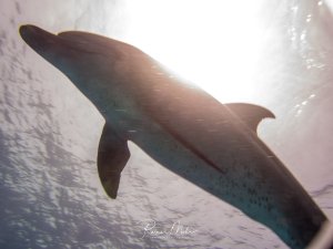 Ein Delfin schwimmt elegant durch das klare Wasser, wobei die Sonnenstrahlen von oben eine dramatische Silhouette erzeugen. Die schlanke, stromlinienförmige Gestalt des Meeressäugers ist perfekt gegen das helle Oberflächenlicht zu erkennen.