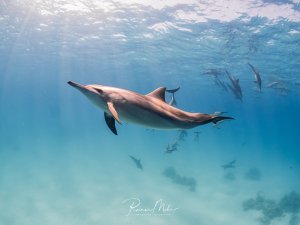 Ein Spinnerdelfin (Stenella longirostris) schwimmt elegant im Sonnenlicht durch das klare Wasser. Im Hintergrund sind weitere Delfine der Schule zu sehen. Die stromlinienförmige Gestalt ist perfekt sichtbar.