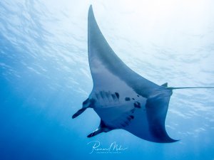 Ein majestätischer Riffmanta gleitet elegant durch das blaue Wasser, aufgenommen von unten gegen die Wasseroberfläche. Die charakteristischen Kiemenöffnungen und die imposante Spannweite der Brustflossen sind deutlich zu erkennen.