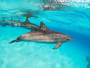 Eine Gruppe von Spinnerdelfinen schwimmt elegant durch das kristallklare, türkisblaue Wasser nahe der Oberfläche. Die Delfine zeigen ihre charakteristische graue Färbung mit helleren Bauchpartien und bewegen sich in typischer Gruppenformation.