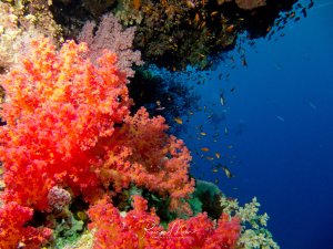 Eine spektakuläre Riffszene mit leuchtend roten und orangefarbenen Weichkorallen, die von der Riffwand wachsen, während kleine tropische Fische durch das tiefblaue Wasser schwimmen. Die prächtigen Weichkorallen bilden einen farbintensiven Kontrast zum kristallklaren blauen Wasser.