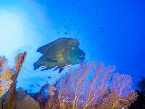 Napoleonfisch schwebt majestätisch über Fächerkorallen und Gorgonien, von unten gegen das blaue Freiwasser fotografiert.