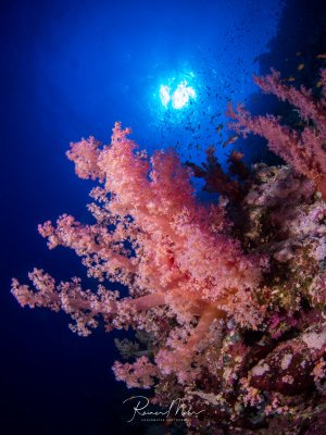 Eine prächtige rosa Weichkoralle erstrahlt im strahlend blauen Wasser, während im Hintergrund die Sonne durch die Wasseroberfläche scheint und kleine Fische durch das Bild schwimmen. Die Aufnahme zeigt die typische Farbenpracht tropischer Riffe mit dem dramatischen Kontrast zwischen den warmen Korallentönen und dem tiefen Blau des umgebenden Wassers.