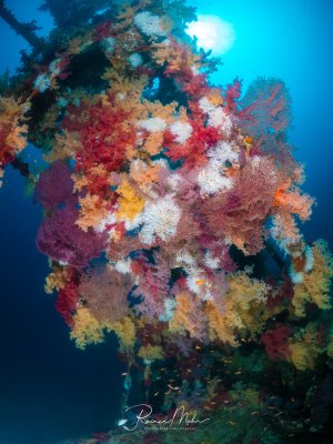 Wrackstruktur im Roten Meer, üppig bewachsen mit bunten Weichkorallen (Dendronephthya) und Gorgonien in Rot, Orange, Gelb und Weiß. Die Sonne scheint von oben durch das Wasser.