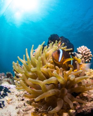Ein Anemonenfisch lebt in Symbiose mit seiner gelb-grünen Wirtsanemone in einer bunten Korallenrifflandschaft. Die charakteristische orange-schwarze Färbung mit weißen Streifen des Clownfischs hebt sich deutlich von den Tentakeln der Anemone ab.