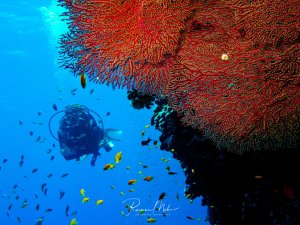 Ein Taucher erkundet eine spektakuläre Riffwand mit prächtigen roten Gorgonien (Seefächern), während bunte Riffische um ihn herumschwimmen. Die großen fächerartigen Weichkorallen dominieren die rechte Bildhälfte und bilden einen eindrucksvollen Kontrast zum tiefblauen Wasser.