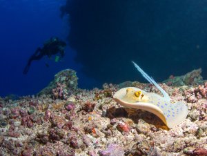 Ein Blaupunktrochen ruht auf dem bunten Korallenboden eines Riffs, während im Hintergrund ein Taucher die Szene beobachtet. Der Rochen zeigt seine charakteristische cremefarbene Grundfärbung mit den typischen blauen Punkten und dem langen, peitschenartigen Schwanz.