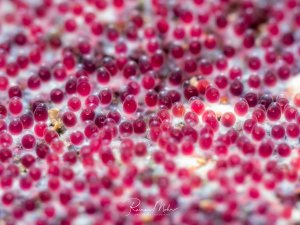 Supermakro eines Fischgeleges mit rubinroten Eiern in einem frühen Entwicklungsstadium.