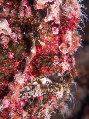 Eine farbenprächtige Nahaufnahme zeigt einen Anglerfisch mit seiner charakteristischen warzigen, mit Hautlappen besetzten Haut in leuchtenden Rot- und Brauntönen. Die komplexe Hautstruktur mit ihren fleischigen Auswüchsen und die perfekte Tarnung machen diesen Meister der Mimikry zu einem faszinierenden Fotomotiv.