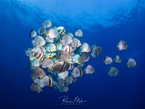 Ein Schwarm Rundkopf-Fledermausfische (Platax orbicularis) schwimmt im Blauwasser. Die silbrig schimmernden, hochrückigen Fische mit ihren charakteristischen dunklen Streifen bilden eine elegante Formation.