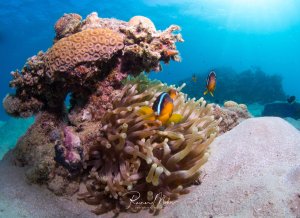 Eine lebhafte Riffszene zeigt Clownfische in ihrer Wirtsanemone, die zwischen bunten Hartkorallen und Schwämmen wächst. Die orange-weißen Anemonenfische leben in perfekter Symbiose mit der großen Seeanemone, während im Hintergrund das kristallklare blaue Wasser und weitere Korallenbewohner zu sehen sind.