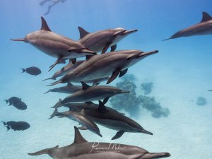 Eine Schule von Spinnerdelfinen schwimmt elegant durch das blaue Wasser über einem sandigen Meeresboden. Die Delfine zeigen ihre charakteristischen schlanken Körper und spitzen Schnäuzen, während sie in einer lockeren Gruppe zusammen gleiten.
