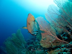 Ein Napoleonfisch schwimmt majestätisch zwischen großen Gorgonien-Fächerkorallen am Riff. Der massive Lippfisch mit seinem charakteristischen Stirnbuckel und den wulstigen Lippen zeigt sich in perfekter Pose vor den kunstvoll verzweigten Weichkorallen.