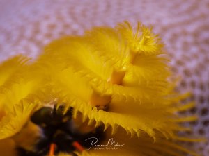 Supermakro eines leuchtend gelben Weihnachtsbaumwurms mit seinen fein gefiederten Fangfächern auf einer Steinkoralle.