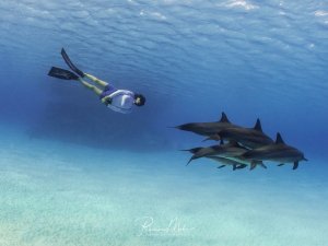 Ein Freitaucher schwimmt über eine Gruppe von vier Delfinen, die sich nahe dem sandigen Meeresboden aufhalten. Die Szene zeigt eine friedliche Begegnung zwischen Mensch und Meeressäuger im klaren, blauen Wasser.