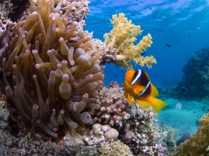 Ein leuchtend orange-gelber Rotmeer-Anemonenfisch schwimmt zwischen den Tentakeln seiner Wirtsanemone in einem farbenprächtigen Korallenriff. Die Szene zeigt die klassische Symbiose zwischen Anemonenfisch und Anemone, umgeben von verschiedenen Hart- und Weichkorallen in einem kristallklaren, blauen Wasser.
