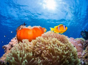 Eine lebendige Unterwasserszene zeigt mehrere Anemonenfische in und um ihre Wirtsanemone. Die orange-weißen Clownfische schwimmen zwischen den Tentakeln der großen Seeanemone, während im Hintergrund das tiefblaue Wasser und die Wasseroberfläche sichtbar sind.