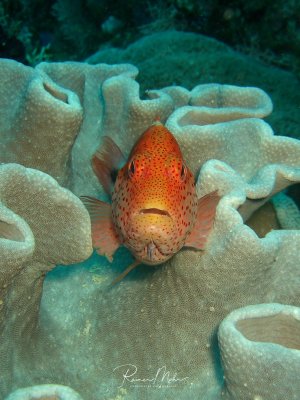 Ein Kammzackenbarsch mit charakteristischer orange-roter Färbung und schwarzen Punkten ruht zwischen den Falten einer großen Lederkoralle. Der Fisch nutzt die Korallenstruktur als Schutz und Versteck, während er wachsam aus seinem Unterschlupf herausblickt.