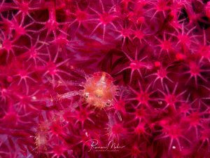 Ein winziger durchsichtige Krebs mit orangefarbenen Körperdetails sitzt perfekt getarnt zwischen den leuchtend pinken Tentakeln einer Weichkoralle. Die Garnele ist aufgrund ihrer transparenten Körperstruktur und der farblichen Anpassung an ihren Lebensraum nur schwer zu erkennen - ein Meisterwerk der Tarnung.