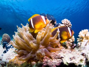 Zwei Rotmeer-Anemonenfische leben in perfekter Symbiose mit ihrer Wirtsanemone auf einem bunten Korallenriff. Die leuchtend orange-roten Clownfische mit ihren charakteristischen weißen Streifen haben zwischen den schützenden Tentakeln der Anemone ihr Zuhause gefunden.