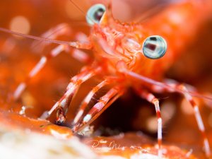 Eine leuchtend orange-rote Garnele mit markanten türkisfarbenen Augen und langen Antennen in extremer Nahaufnahme. Die Makroaufnahme zeigt die feinen Details der Garnele mit ihrer transparenten bis rötlichen Färbung und den charakteristischen Glubschaugen.
