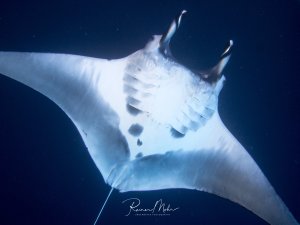 Ein majestätischer Mantarochen gleitet elegant durch das tiefblaue Wasser und zeigt seine charakteristische weiße Bauchseite mit den deutlich sichtbaren Kiemenspalten. Die Aufnahme aus der Untersicht verdeutlicht die imposante Spannweite und die gracile Bewegung dieses sanften Meeresriesen.