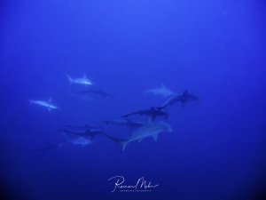 Ein Schwarm von Hammerhaien gleitet majestätisch durch das tiefblaue Freiwasser. Die charakteristischen hammerförmigen Kopfstrukturen der Tiere sind deutlich erkennbar, während sie in einer lockeren Formation schwimmen.