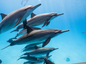 Eine Gruppe von Spinnerdelfinen schwimmt elegant durch das kristallklare blaue Wasser. Die Delfine zeigen ihre charakteristische schlanke Körperform und bewegen sich in einer lockeren Formation durch das Blauwasser.